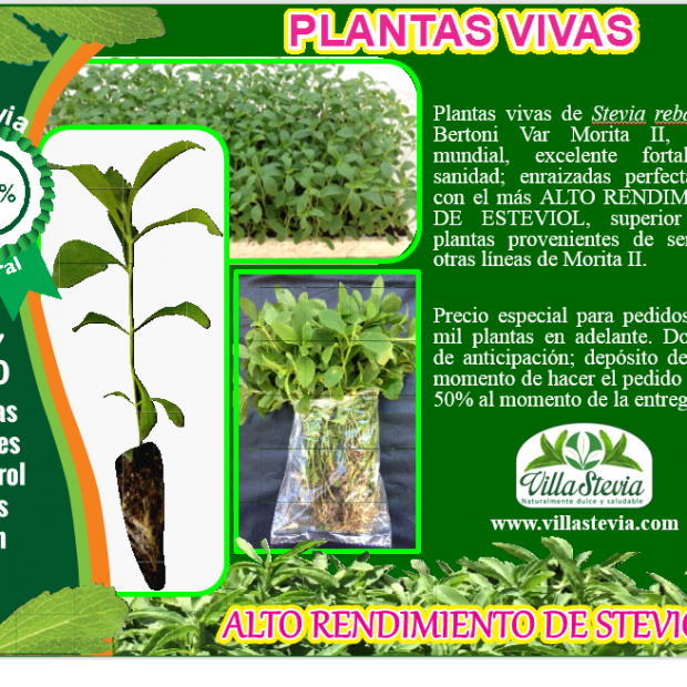 Plantas vivas