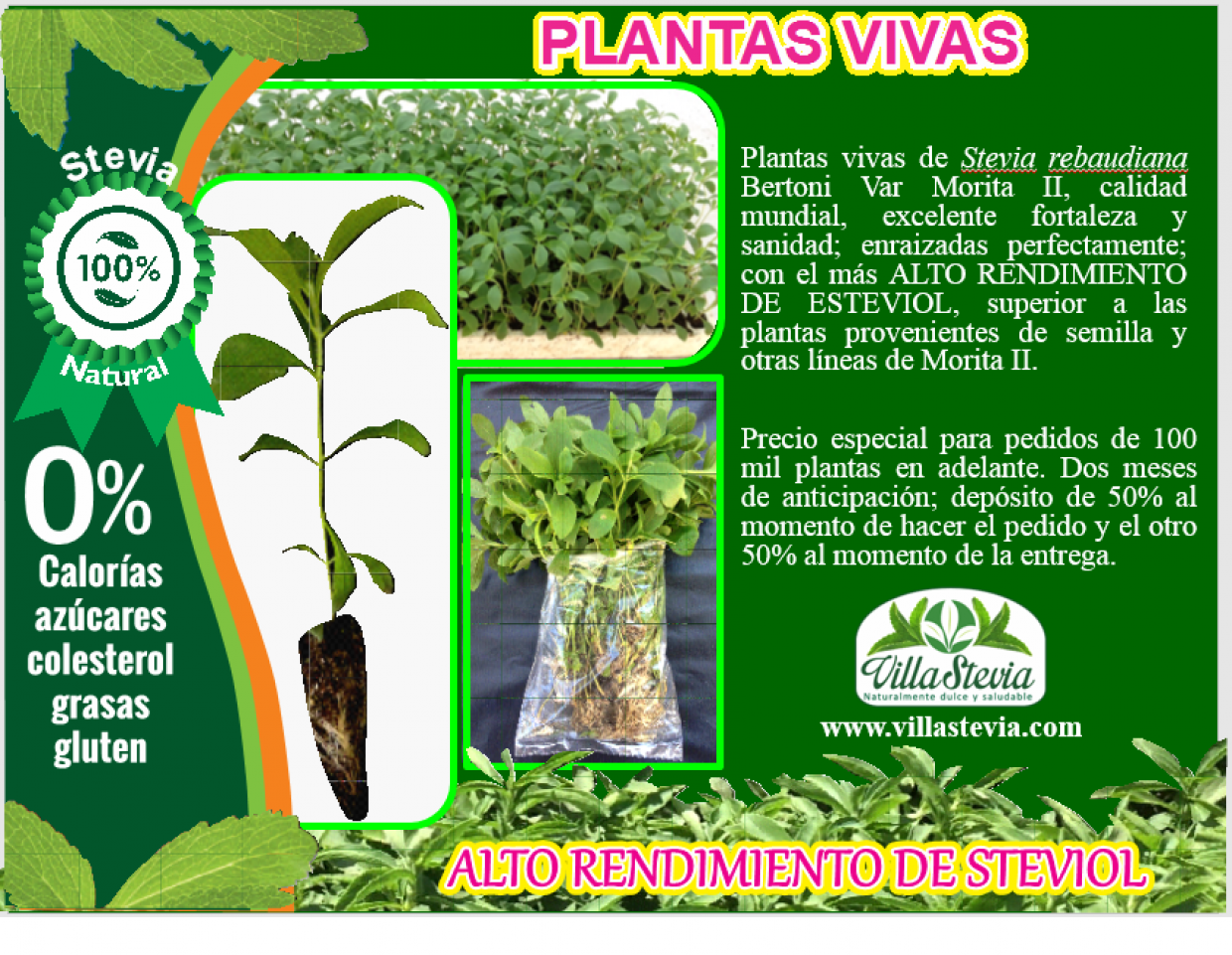 Plantas vivas
